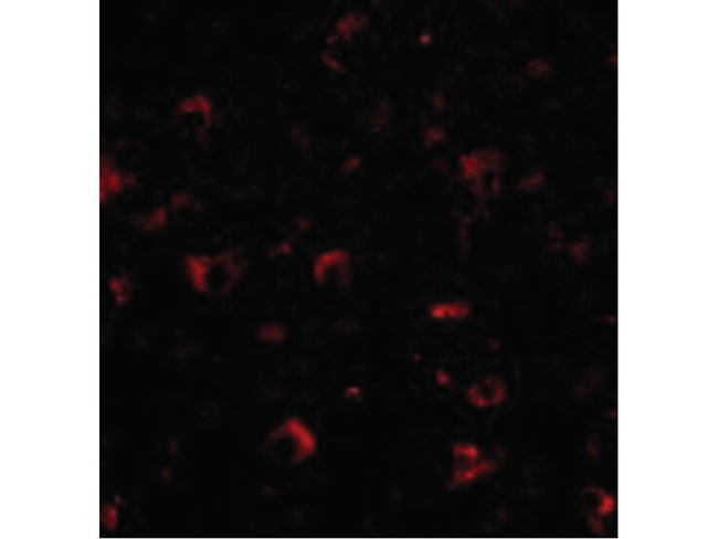 AMBRA1 Antibody in Immunocytochemistry (ICC/IF)