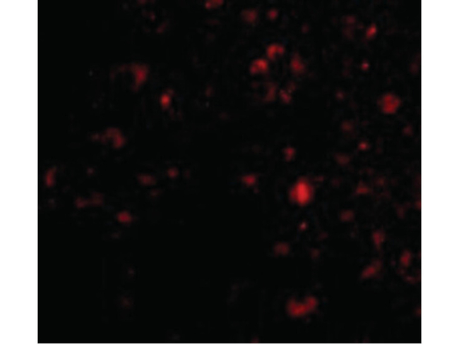 AMBRA1 Antibody in Immunocytochemistry (ICC/IF)