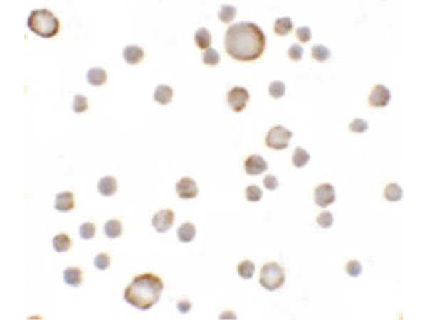 ANOSMIN Antibody in Immunocytochemistry (ICC/IF)