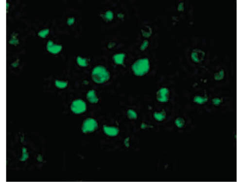 APAF1 Antibody in Immunocytochemistry (ICC/IF)