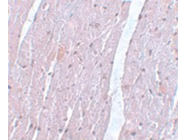 APC10 Antibody in Immunocytochemistry (ICC/IF)