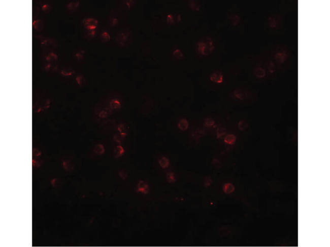 APC13 Antibody in Immunocytochemistry (ICC/IF)