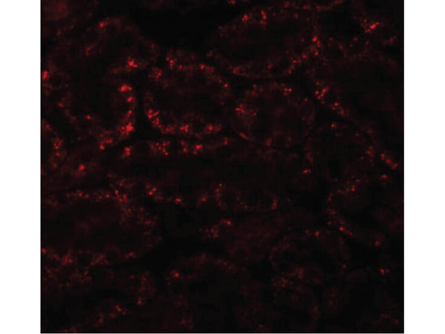 APC5 Antibody in Immunocytochemistry (ICC/IF)
