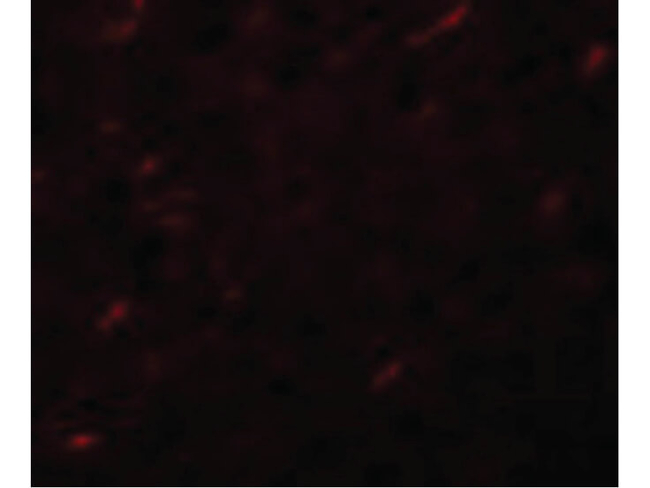 APC7 Antibody in Immunocytochemistry (ICC/IF)