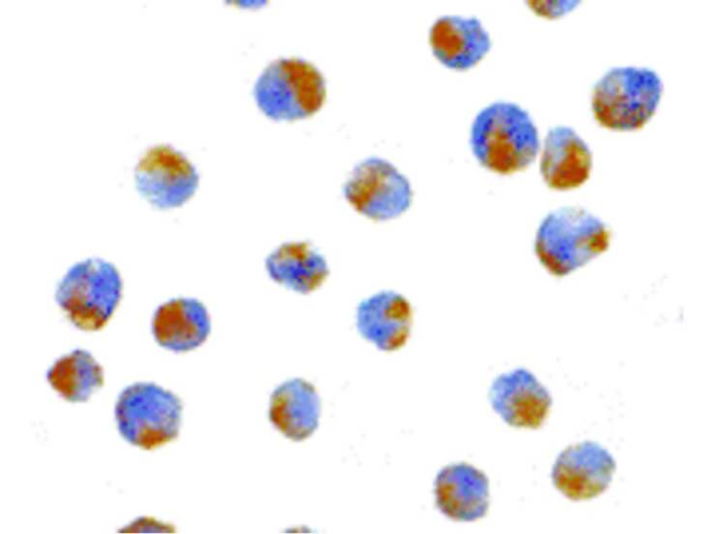 APG7 Antibody in Immunocytochemistry (ICC/IF)