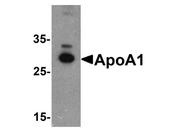 APOLIPOPROTEIN A-I Antibody in Western Blot (WB)