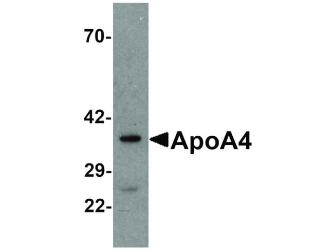 APOLIPOPROTEIN A-IV Antibody in Western Blot (WB)