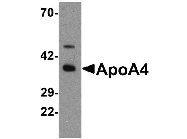 Apolipoprotein A-IV Antibody in Western Blot (WB)
