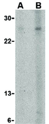 APRIL Antibody in Western Blot (WB)