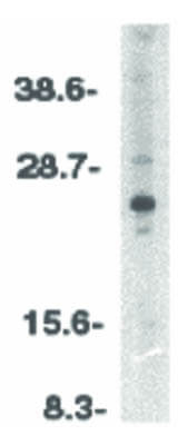 ARC Antibody in Western Blot (WB)
