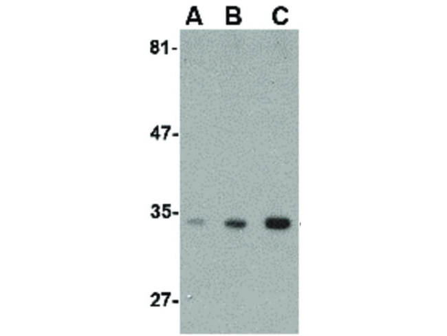 ATG10 Antibody in Western Blot (WB)