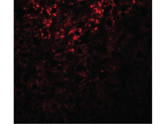ATG101 Antibody in Immunocytochemistry (ICC/IF)
