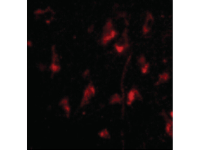 ATG12 Antibody in Immunocytochemistry (ICC/IF)