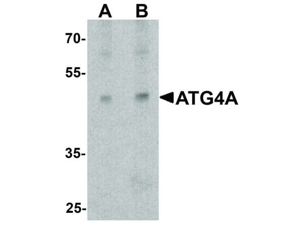 ATG4A Antibody in Western Blot (WB)