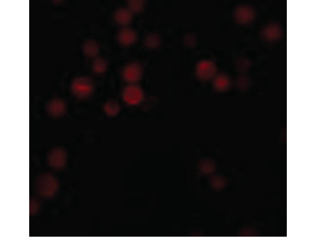 ATG9B Antibody in Immunocytochemistry (ICC/IF)