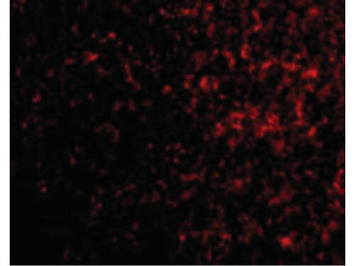 AVEN Antibody in Immunocytochemistry (ICC/IF)