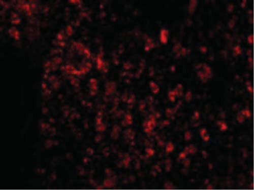AVEN Antibody in Immunocytochemistry (ICC/IF)