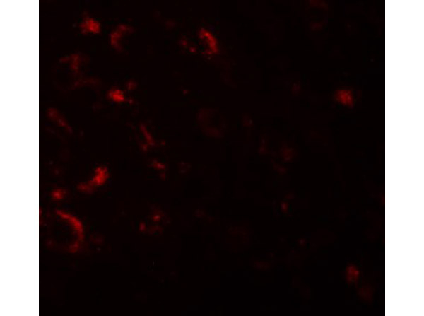 AXIN1 Antibody in Immunocytochemistry (ICC/IF)