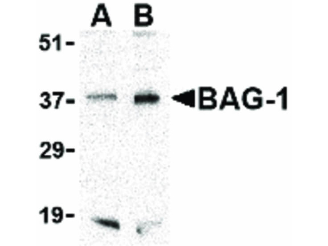 BAG1 Antibody in Western Blot (WB)