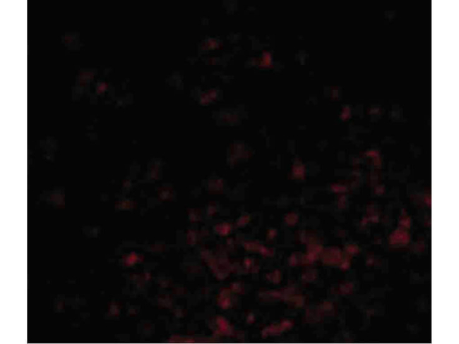 BAG1 Antibody in Immunocytochemistry (ICC/IF)