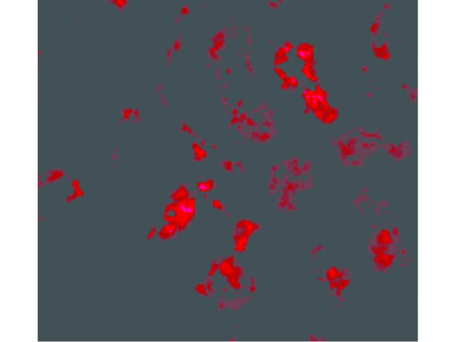 BANF1 Antibody in Immunocytochemistry (ICC/IF)