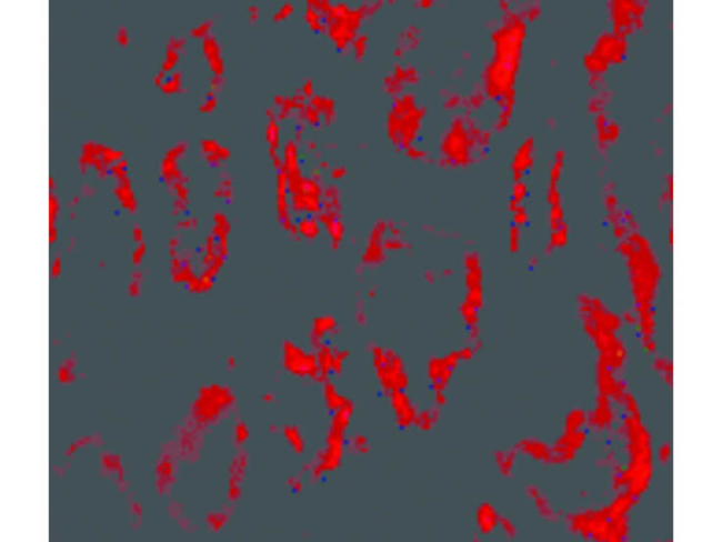 BANF1 Antibody in Immunocytochemistry (ICC/IF)