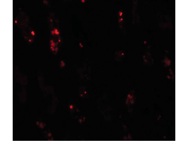 BANP Antibody in Immunocytochemistry (ICC/IF)
