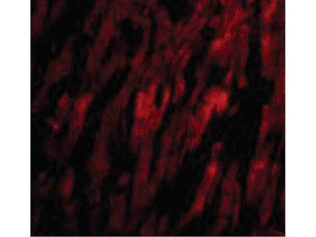 BAP29 Antibody in Immunocytochemistry (ICC/IF)