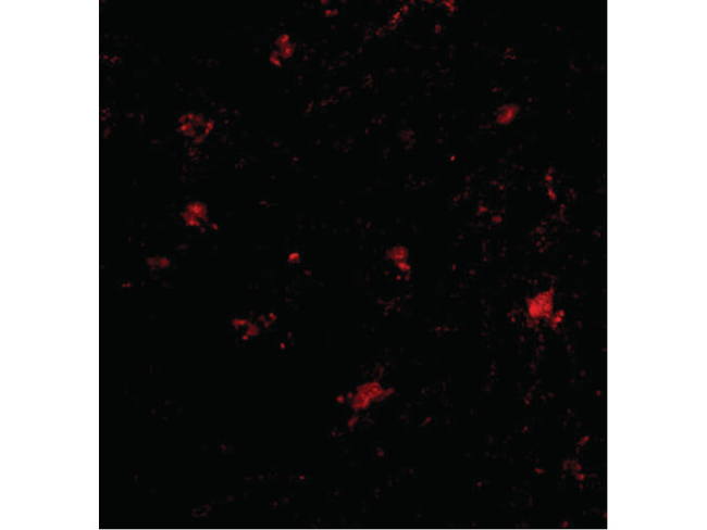 BAP3 Antibody in Immunocytochemistry (ICC/IF)