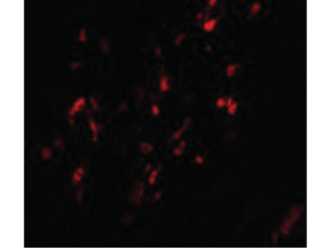BCAS1 Antibody in Immunocytochemistry (ICC/IF)