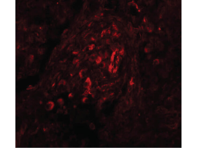 BCAS4 Antibody in Immunocytochemistry (ICC/IF)