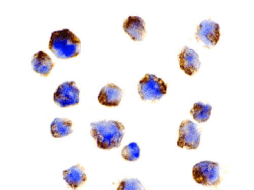 BCL10 Antibody in Immunocytochemistry (ICC/IF)