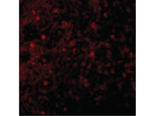 BCMA Antibody in Immunocytochemistry (ICC/IF)