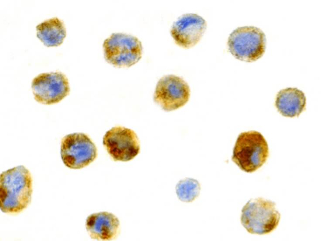 BECLIN1 Antibody in Immunocytochemistry (ICC/IF)