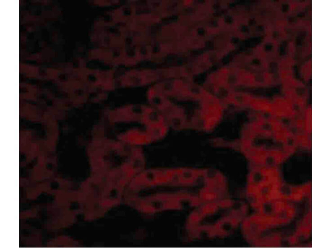 BFL1 Antibody in Immunocytochemistry (ICC/IF)