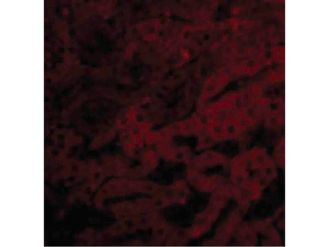 BFL1 Antibody in Immunocytochemistry (ICC/IF)