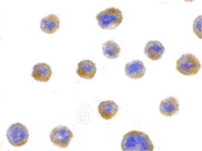 BIF Antibody in Immunocytochemistry (ICC/IF)
