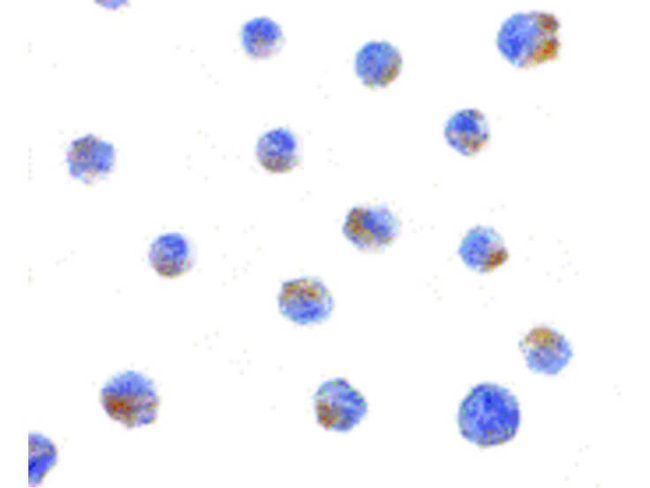 BIK Antibody in Immunocytochemistry (ICC/IF)