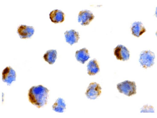 BIT1 Antibody in Immunocytochemistry (ICC/IF)