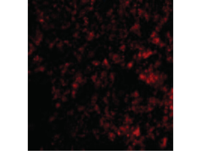 PRDM1 BLIMP1 Antibody in Immunocytochemistry (ICC/IF)