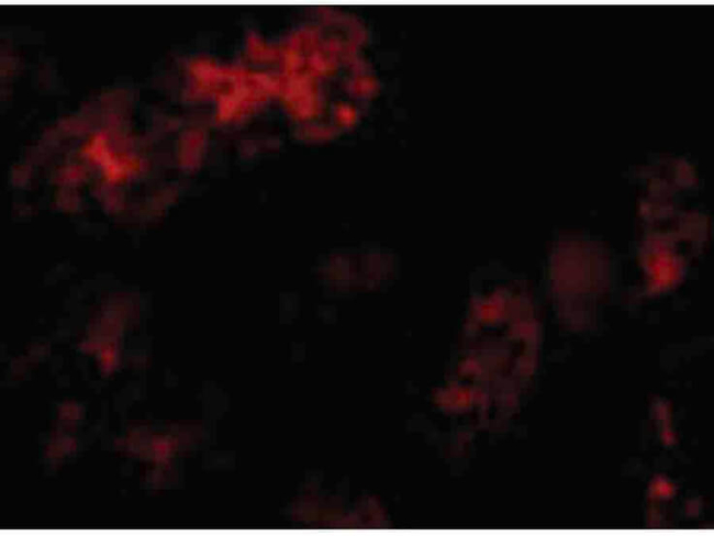 BMF Antibody in Immunocytochemistry (ICC/IF)