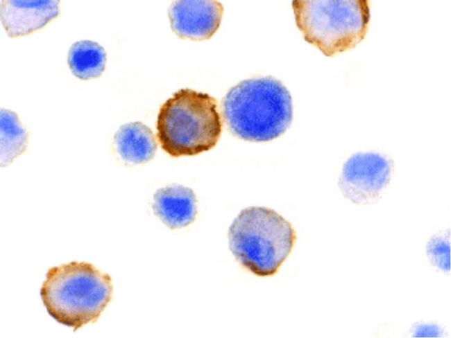 BMF Antibody in Immunocytochemistry (ICC/IF)