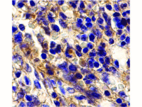BONZO Antibody in Immunohistochemistry (Paraffin) (IHC (P))