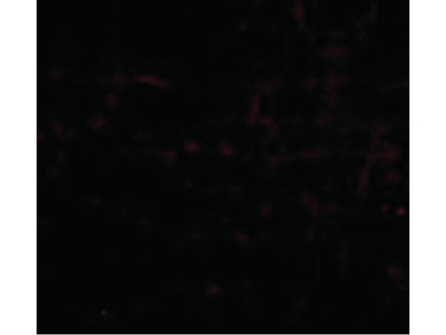 BRAL1 Antibody in Immunocytochemistry (ICC/IF)