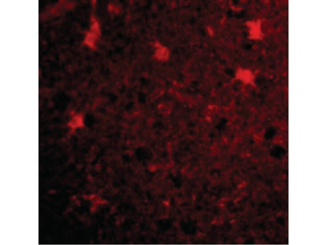 BRCC36 Antibody in Immunocytochemistry (ICC/IF)