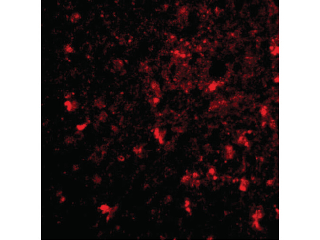 BRCC45 Antibody in Immunocytochemistry (ICC/IF)