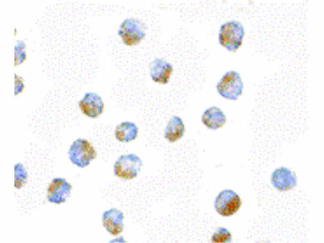 BUB1 Antibody in Immunocytochemistry (ICC/IF)