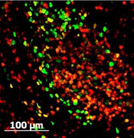 GFP Antibody in Immunohistochemistry (IHC)