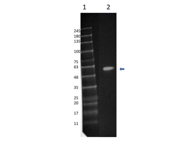 MEK1 C-Term Antibody in Western Blot (WB)