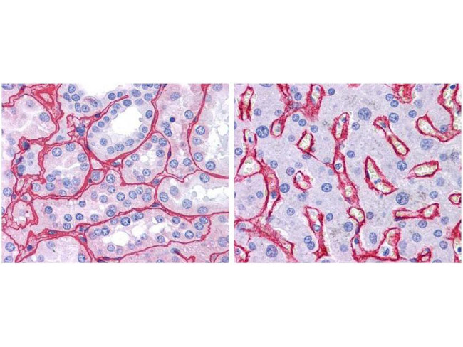 Collagen Type IV Antibody in Immunohistochemistry (Paraffin) (IHC (P))